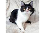 Adopt Oreo a Black & White or Tuxedo Munchkin (short coat) cat in Mississauga