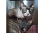 Adopt Tequila a Gray or Blue Sphynx (short coat) cat in Mississauga, Ontario