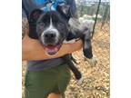 Adopt Scooter a Black American Pit Bull Terrier / Mixed dog in Oskaloosa