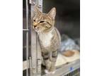 Adopt Jane a Gray or Blue Domestic Shorthair / Domestic Shorthair / Mixed cat in