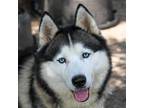 Adopt Niko a Gray/Silver/Salt & Pepper - with White Husky / Mixed dog in