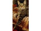 Adopt Finley a Brown Tabby American Shorthair / Mixed (short coat) cat in