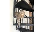 Adopt Michelle a Gray or Blue (Mostly) Scottish Fold / Mixed (medium coat) cat