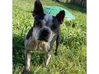 Adopt Clementine JuM a Black Boston Terrier / Mixed dog in Richfield