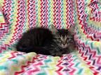 Adopt Prada a Brown Tabby Maine Coon (long coat) cat in Sarasota, FL (34649441)