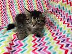 Adopt Versace a Brown Tabby Hemingway/Polydactyl (long coat) cat in Sarasota