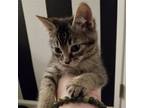 Adopt Timmy (AF) a Brown Tabby Domestic Shorthair / Mixed (short coat) cat in