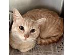 Adopt Julius a Orange or Red Domestic Shorthair / Mixed cat in Denison