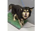 Adopt 80853 A Black Shepherd (Unknown Type) Dog In Nogales, AZ (34649167)