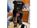 Adopt Larson a Black German Shepherd Dog dog in Kelowna, BC (34649042)