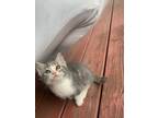 Adopt Kitten 2 a Gray or Blue Calico / Mixed (medium coat) cat in North Little