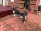 Adopt Kitten 3 a Black & White or Tuxedo Domestic Mediumhair / Mixed (medium