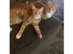 Adopt Hank and George a Orange or Red Colorpoint Shorthair / Mixed cat in New