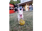 Adopt Chico a White - with Brown or Chocolate Bull Terrier / Mixed dog in