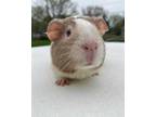 Adopt Quisp a Brown or Chocolate Guinea Pig / Guinea Pig / Mixed small animal in