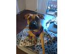 Adopt Mia A Black - With Tan, Yellow Or Fawn Black Mouth Cur / Mixed Dog In