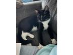 Adopt Kenzo a Black & White or Tuxedo Maine Coon / Mixed (medium coat) cat in