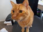 Adopt Pumpkin a Orange or Red Tabby American Bobtail / Mixed (short coat) cat in