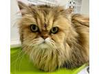 Adopt Woody a Persian / Mixed cat in Errington, BC (34647825)