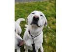 Adopt Bonnie a Akbash / Mixed dog in Maple Ridge, BC (34647780)