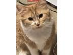 Adopt Ginger a Orange or Red Tabby Domestic Mediumhair / Mixed (medium coat) cat
