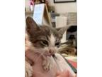 Adopt Arthur a Gray or Blue American Shorthair / Mixed (short coat) cat in