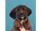 Adopt Baby Ruth a Brown/Chocolate - with White Mastiff / Boxer / Mixed dog in