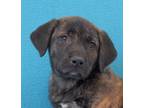Adopt Snickers a Brindle Mastiff / Boxer / Mixed dog in Eureka, CA (34647492)