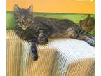 Adopt Stubby a Brown Tabby Domestic Shorthair / Mixed (short coat) cat in