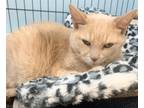 Adopt Cc a Orange or Red Domestic Shorthair / Mixed (short coat) cat in Hudson
