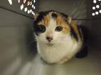 Adopt MAMA a Scottish Fold / Mixed (short coat) cat in Oroville, CA (34644598)