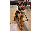 Adopt Piper -$135 a Catahoula Leopard Dog / Mixed dog in Emmett, ID (34647257)