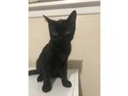 Adopt Flips and Houdini a All Black Domestic Shorthair / Mixed (short coat) cat