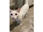 Adopt Luca a White Domestic Mediumhair / Mixed (medium coat) cat in Lubbock