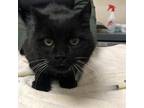 Adopt Dewey a All Black Domestic Shorthair / Mixed cat in Ballston Spa