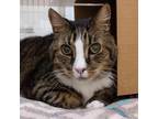 Adopt Naso a All Black Domestic Shorthair / Mixed cat in Ballston Spa