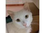 Adopt King a White Domestic Mediumhair / Mixed cat in Ballston Spa