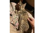 Adopt Max a Brown Tabby American Shorthair / Mixed (short coat) cat in Collins