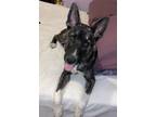 Adopt Draco a Black - with White German Shepherd Dog / Husky / Mixed dog in