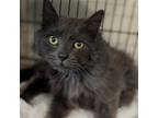 Adopt Jamal a Gray or Blue Domestic Mediumhair / Mixed cat in Saugerties