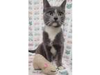 Adopt MARY a Gray or Blue (Mostly) Domestic Shorthair / Mixed (short coat) cat