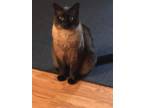 Adopt Dusty a Black & White or Tuxedo Siamese / Mixed (medium coat) cat in
