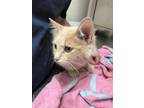 Adopt Cassie (eggo) a Domestic Mediumhair / Mixed cat in Sudbury, ON (34645095)