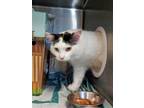 Adopt Buddy a Domestic Mediumhair / Mixed cat in Sudbury, ON (34645094)