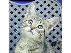 Adopt Nox a Domestic Shorthair / Mixed cat in Midland, TX (34644941)