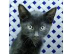 Adopt Ajax a Domestic Shorthair / Mixed cat in Midland, TX (34644940)