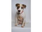 Adopt Noah a White - with Brown or Chocolate Mixed Breed (Large) dog in
