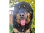 Adopt Bear a Rottweiler / Newfoundland / Mixed dog in Penticton, BC (34644903)