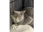 Adopt Hardy a Gray or Blue Domestic Shorthair / Domestic Shorthair / Mixed cat