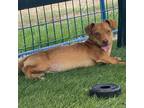 Adopt Rollo a Red/Golden/Orange/Chestnut Dachshund / Mixed dog in Kenedy